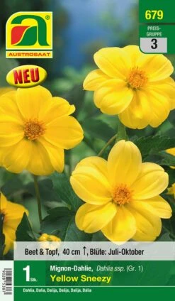 Blumenzwiebel, Dahlie Mignon Yellow Sneezy