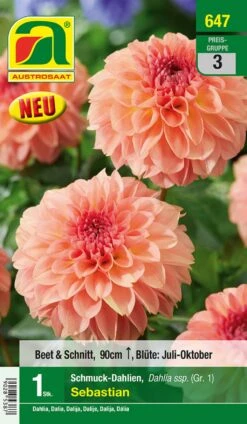 Blumenzwiebel, Dahlie Schmuck Sebastian