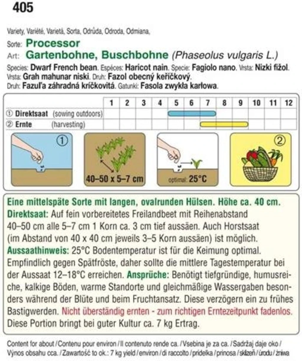Buschbohne "Processor" – Bild 2