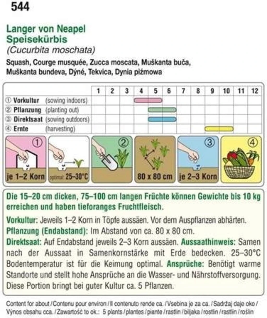 Kürbis "Langer Von Neapel" – Bild 2