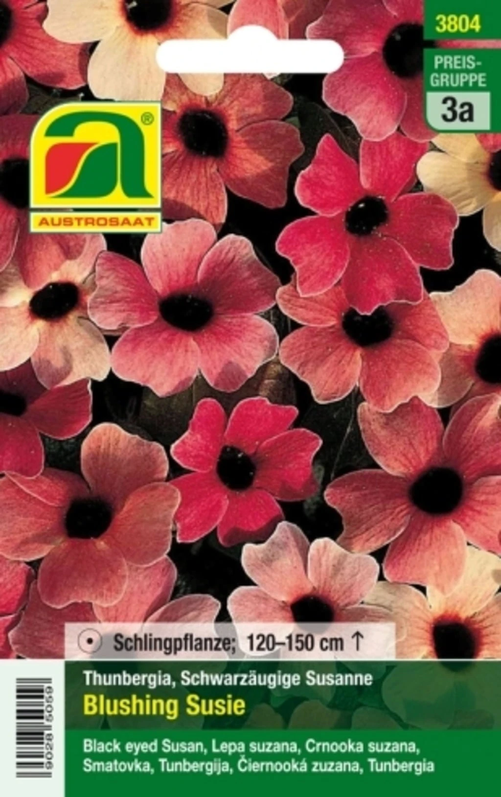 SchwarzĂ€ugige Susanne "Blushing Susie" â Bild 2