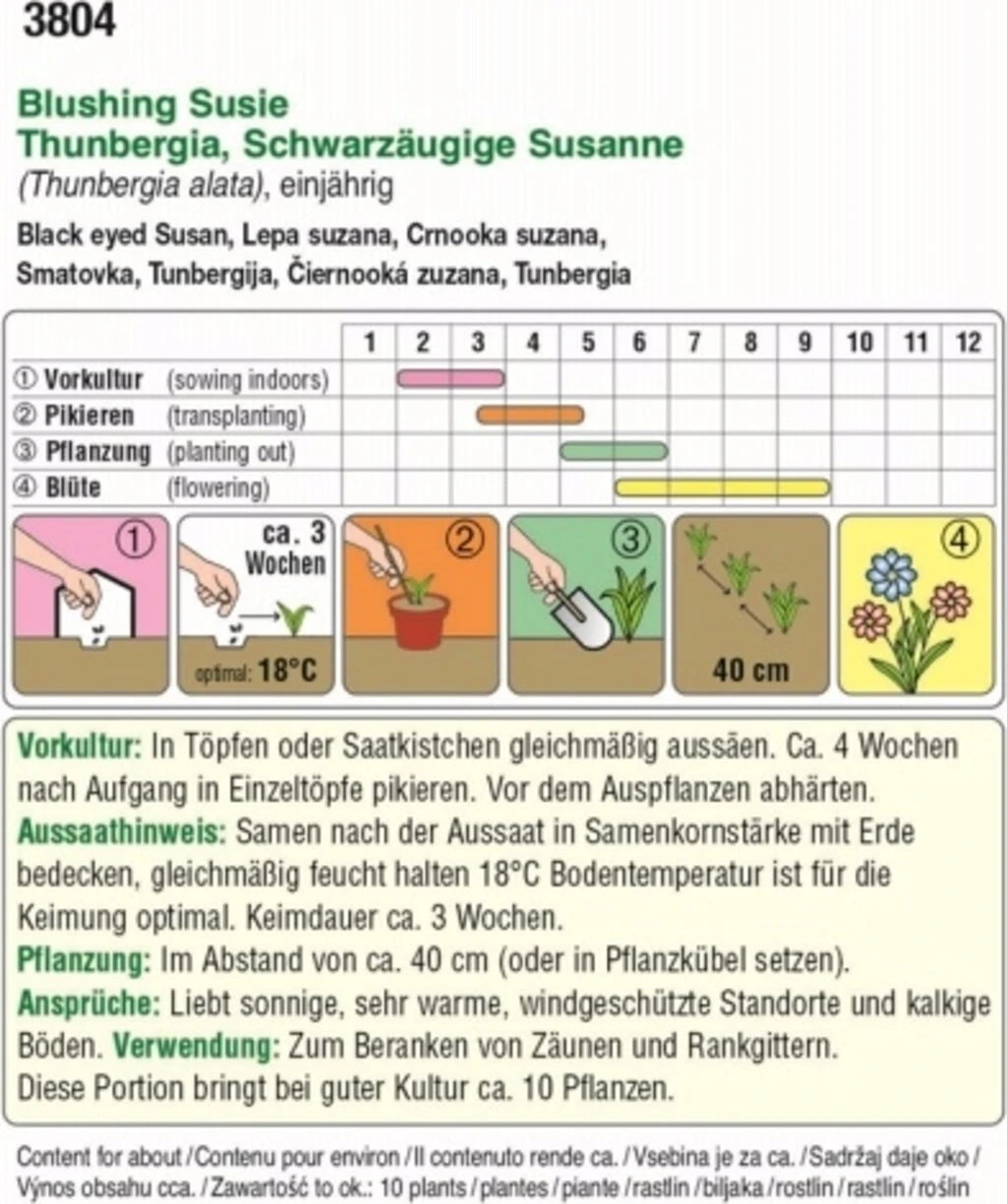 SchwarzÀugige Susanne "Blushing Susie"