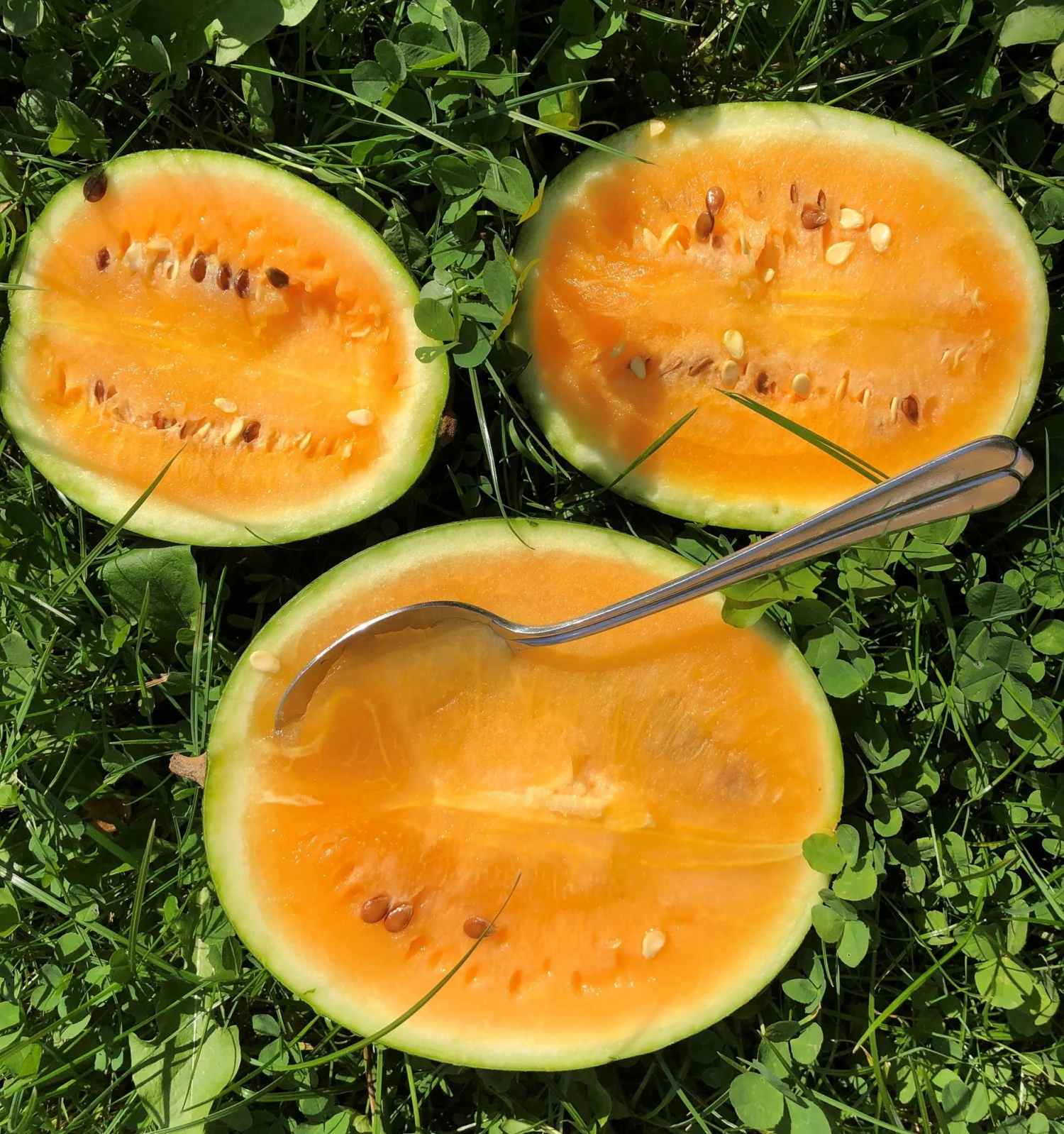 Bio Wassermelone Solopoly