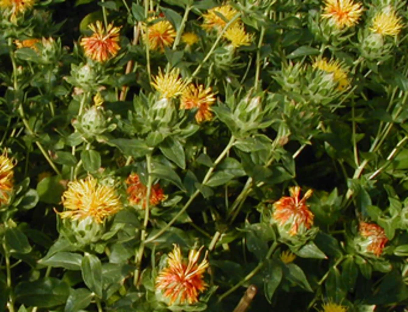 FĂ€rberdistel/Saflor, 3 G