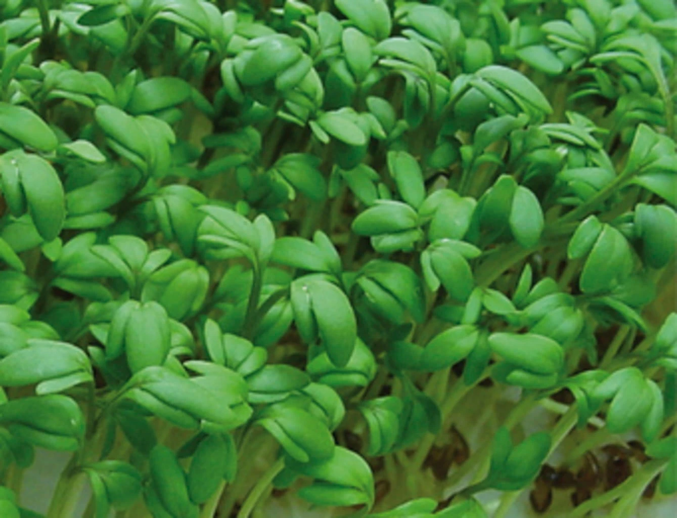 Keimsprossen "Kresse", 50 G – Bild 2