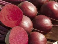 Rote Bete "Rote Kugel 2", 3 G