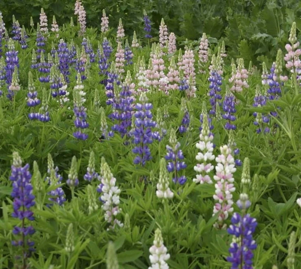 Zwerglupine, 2 G – Bild 3