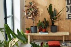 Elho B.for Soft Rund Anthrazit, Ø 22 Cm