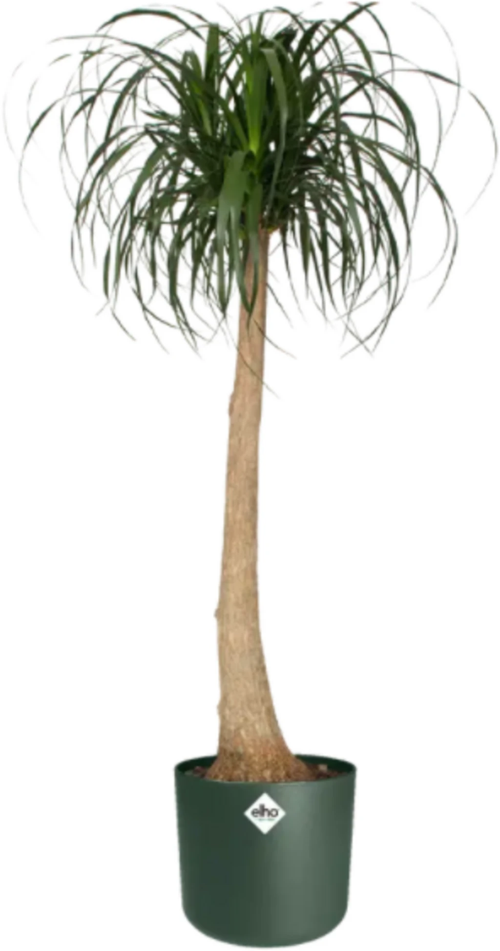 Elho B.for Soft Rund Laubgrün, Ø 18 Cm – Bild 6