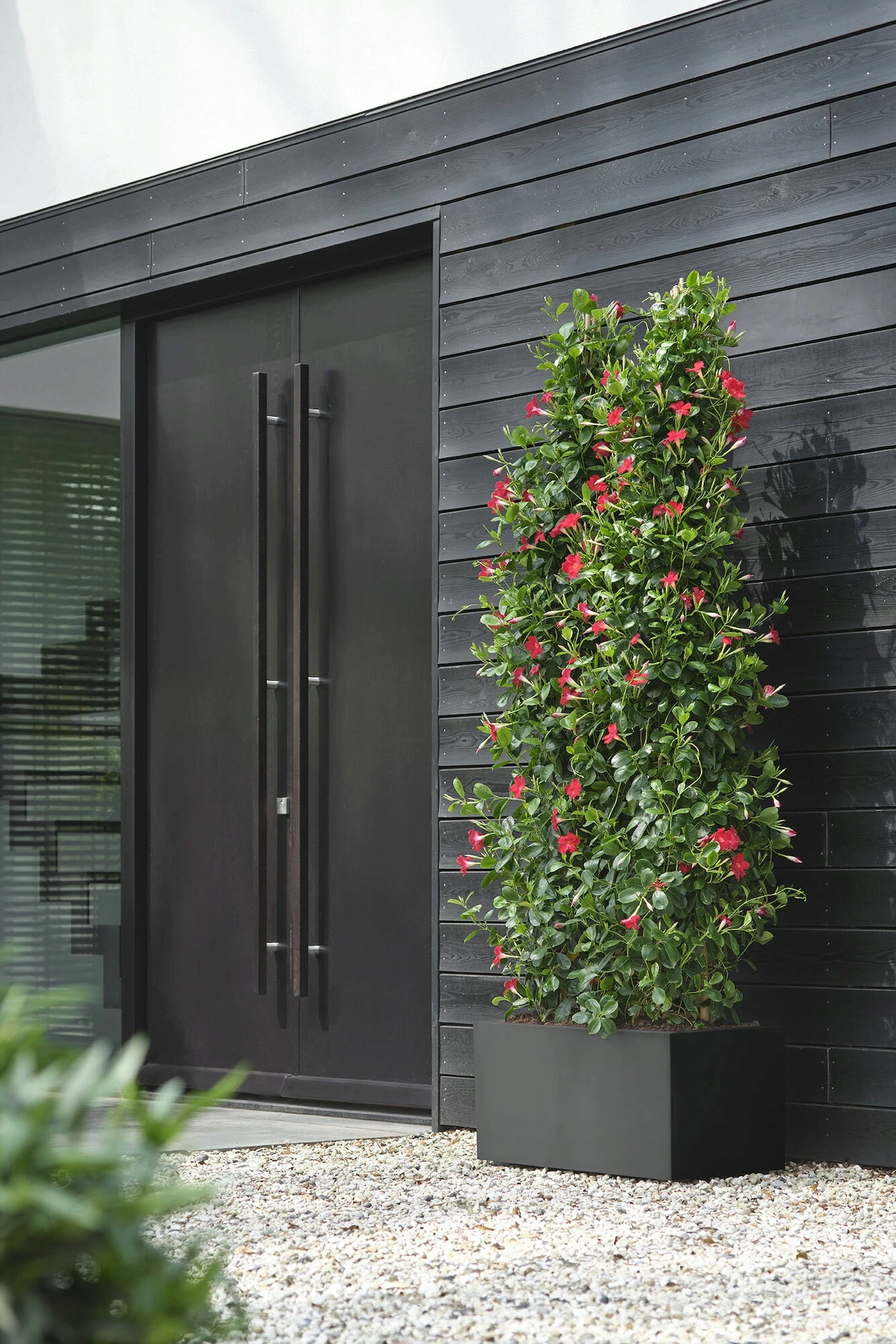 Elho Pflanzkasten Vivo Next Lang - 60 Cm, Living Schwarz – Bild 2