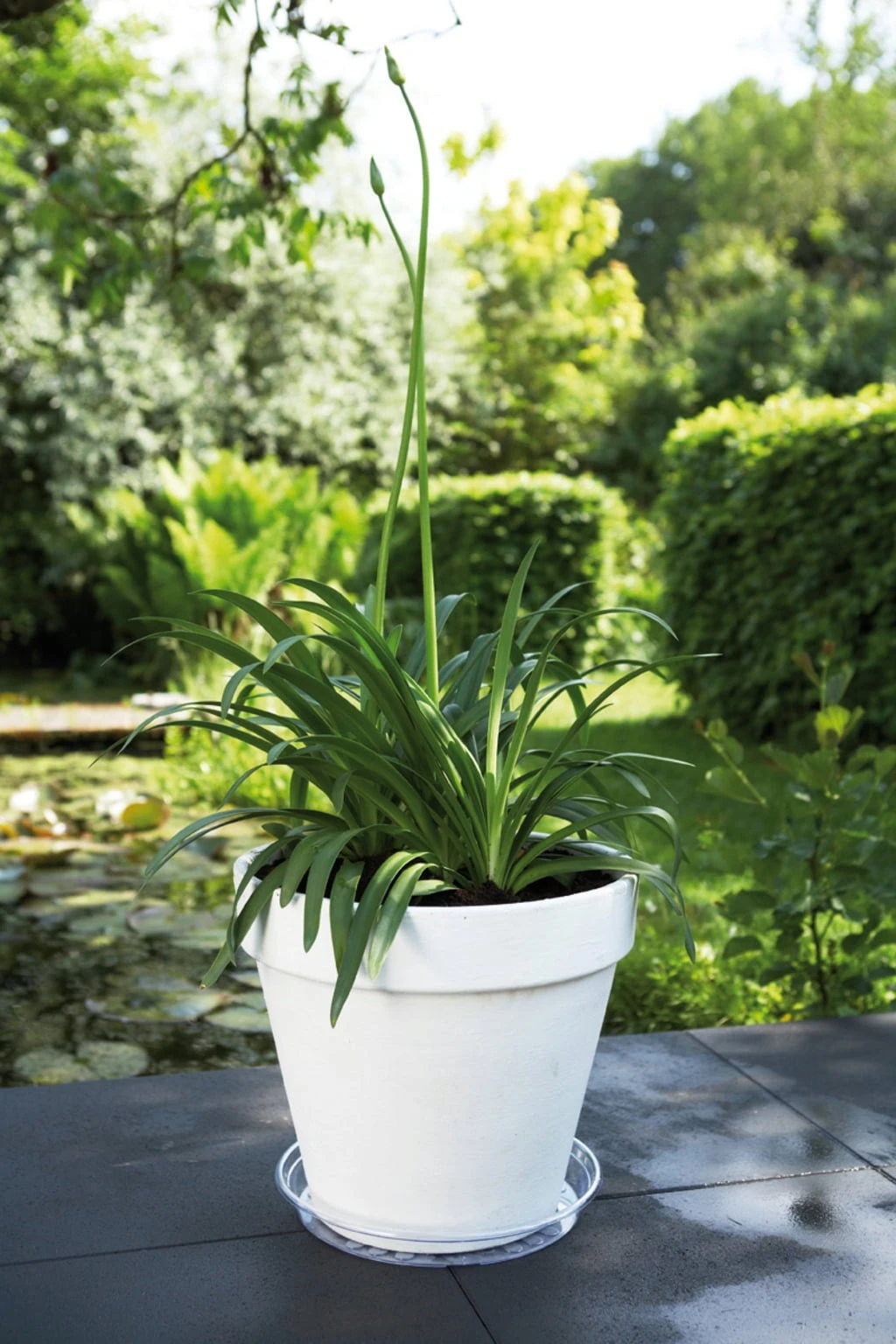 Elho Universal-Untersetzer "transparent", 28 Cm – Bild 2