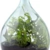 ESSCHERT DESIGN Plant Terrarium Erde