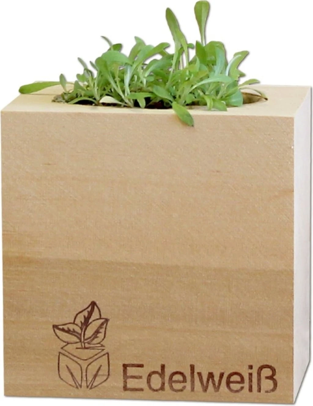 Ecocube "Edelweiß", Swiss-Edelweiß – Bild 3