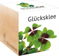 Ecocube "Glücksklee", Glücksklee