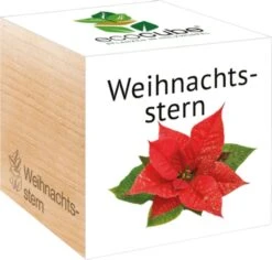 Ecocube "Weihnachtsstern"