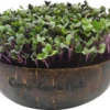 Microgreens Nachfüllpaket "The Mikro Greens"