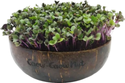 Microgreens Nachfüllpaket "The Mikro Greens"