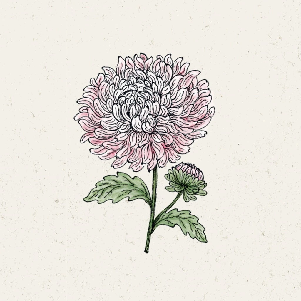 Sommeraster "King Size Appleblossom" – Bild 2