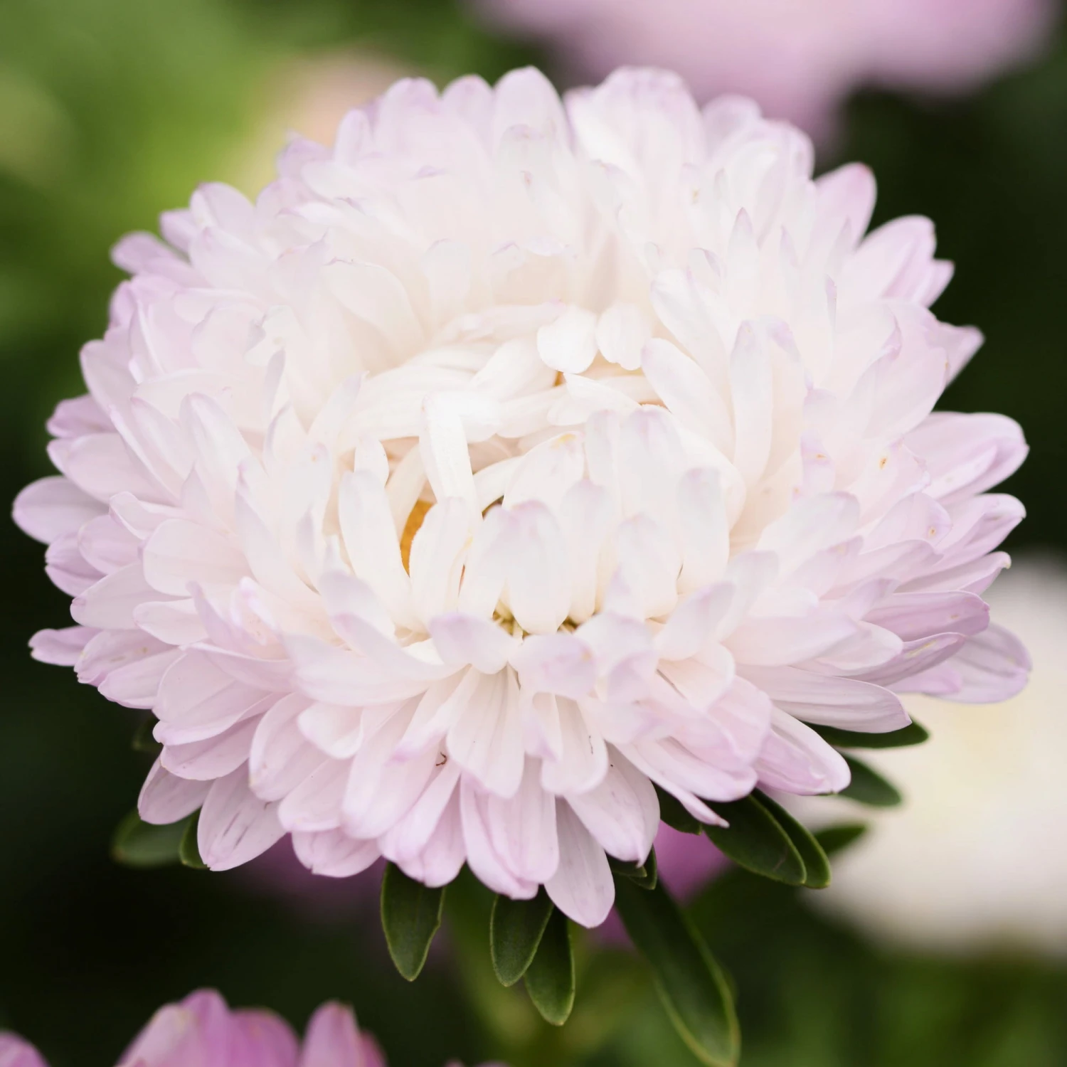 Sommeraster "King Size Appleblossom"