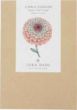 Zinnie "Queen Lime Orange" Zinnia Elegans