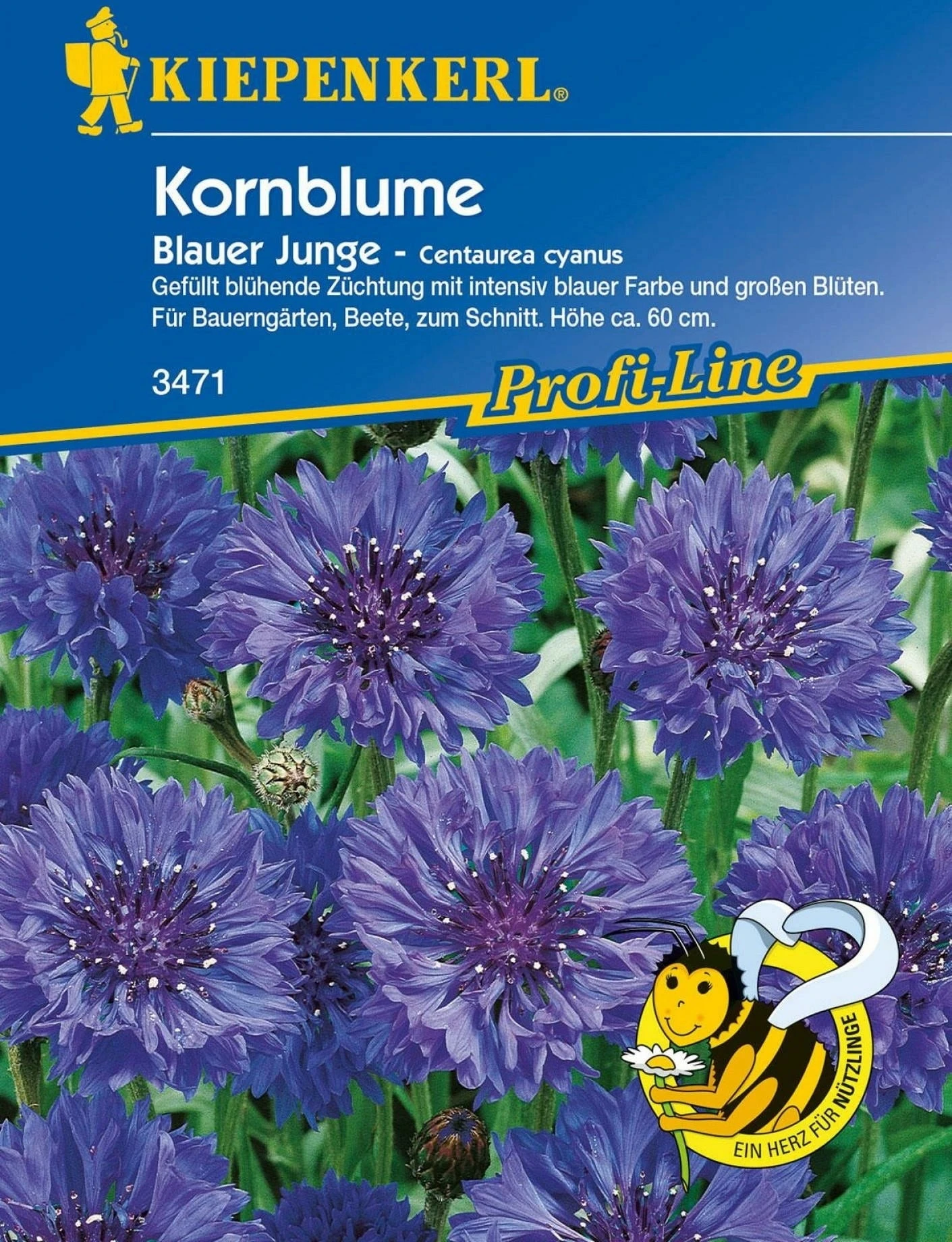 Kornblume "Blauer Junge" – Bild 2