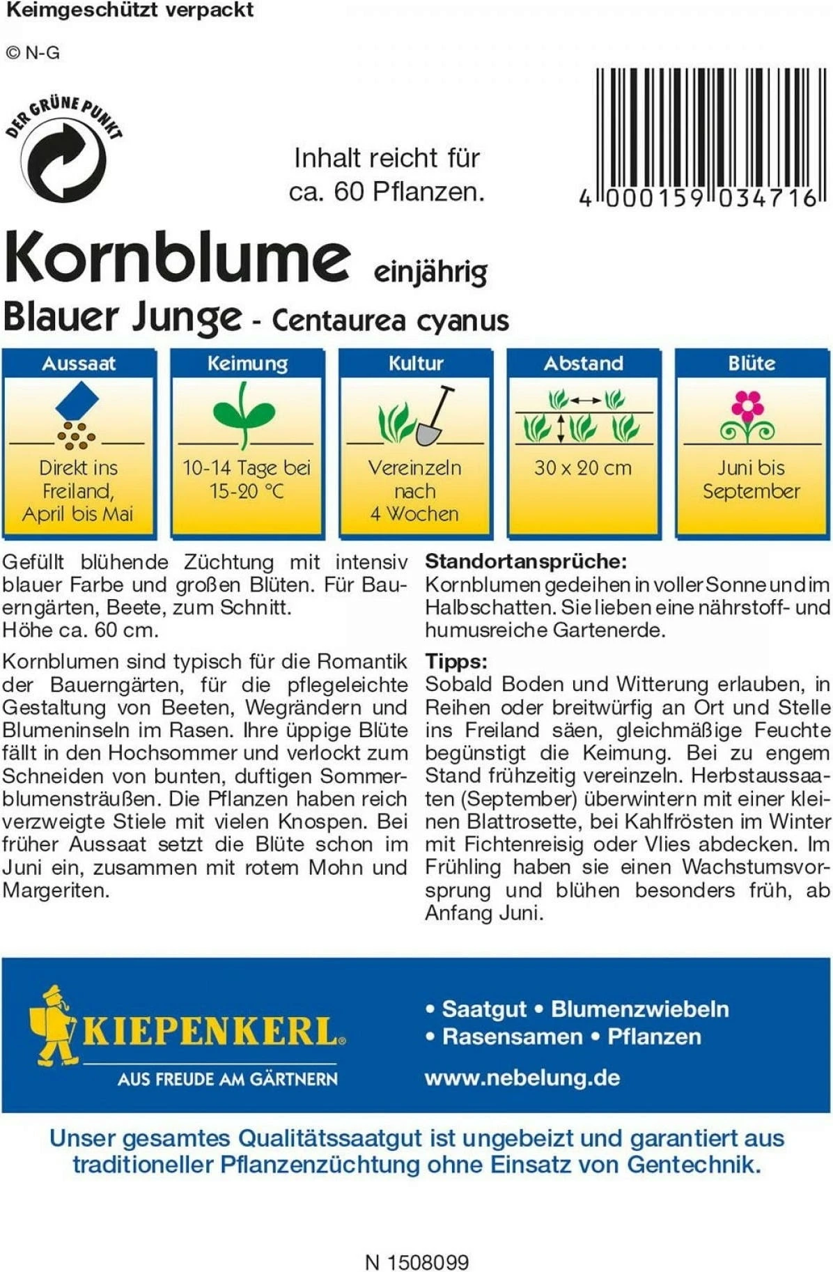 Kornblume "Blauer Junge"