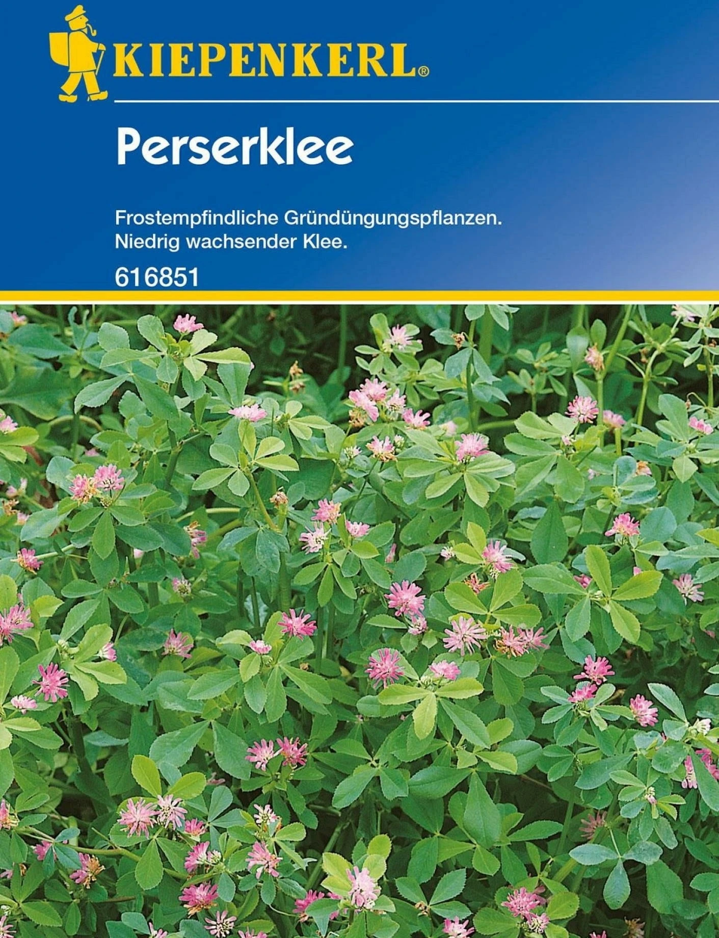 Perserklee "Gorby" – Bild 2