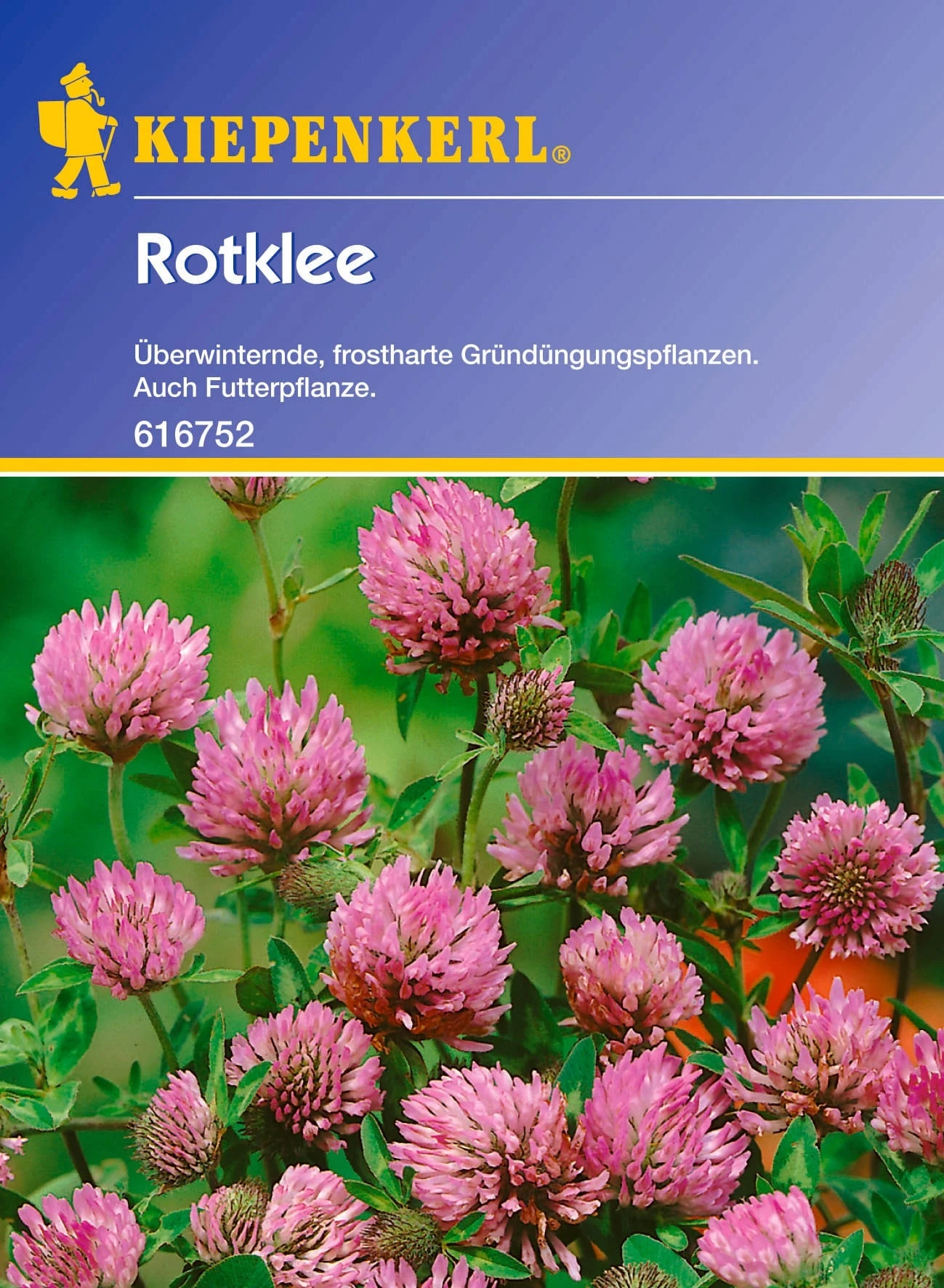 Rotklee – Bild 2