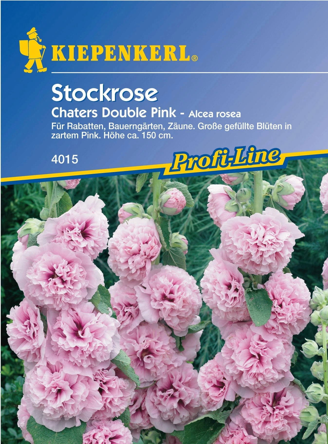 Stockrose "Chaters Double Pink"