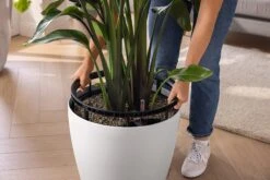 LECHUZA Pflanzgefäß CLASSICO Color LS 43, Sandbraun