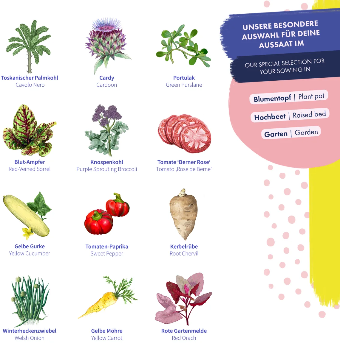 Gemüsesamen - Alte Sorten – Bild 4