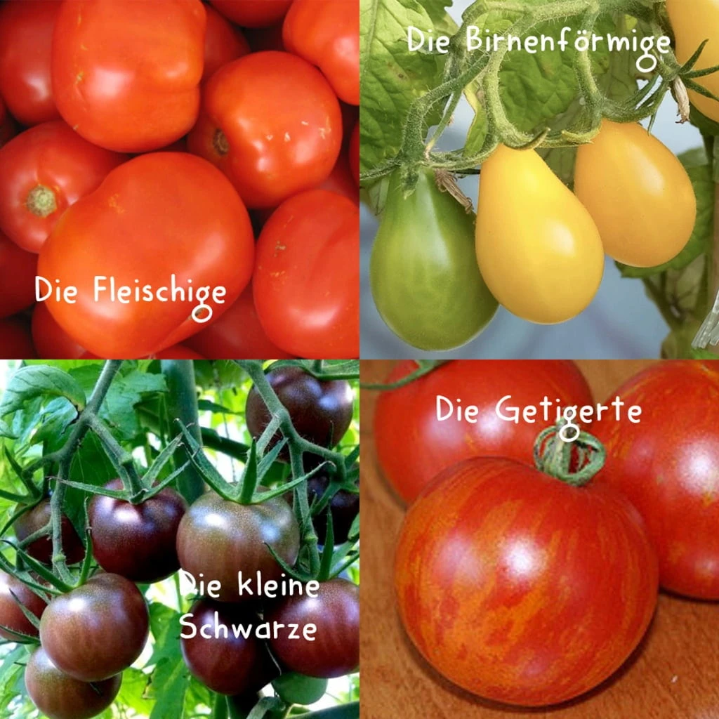 Gemüsesamen-Set "Alles Tomate" – Bild 4