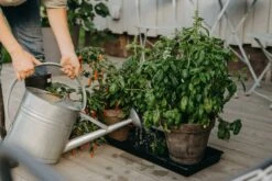 Anzuchtschale Solid 26 X 68 Cm