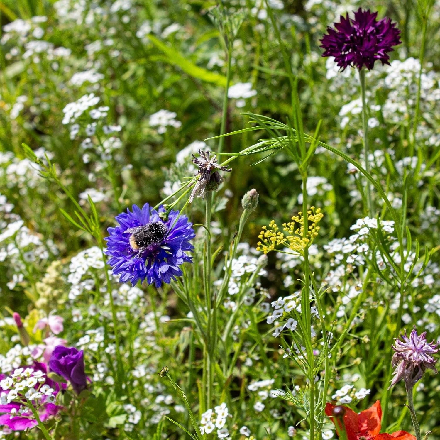 Blumenmischung "Insekteninsel" – Bild 2