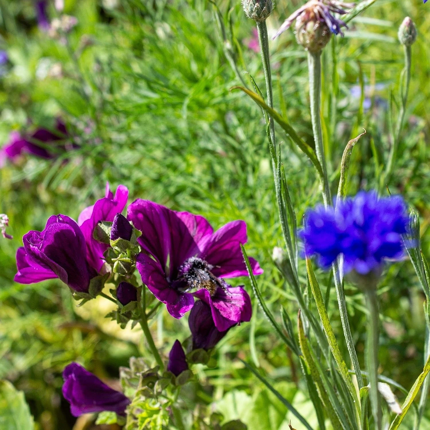 Blumenmischung "Insekteninsel" – Bild 5