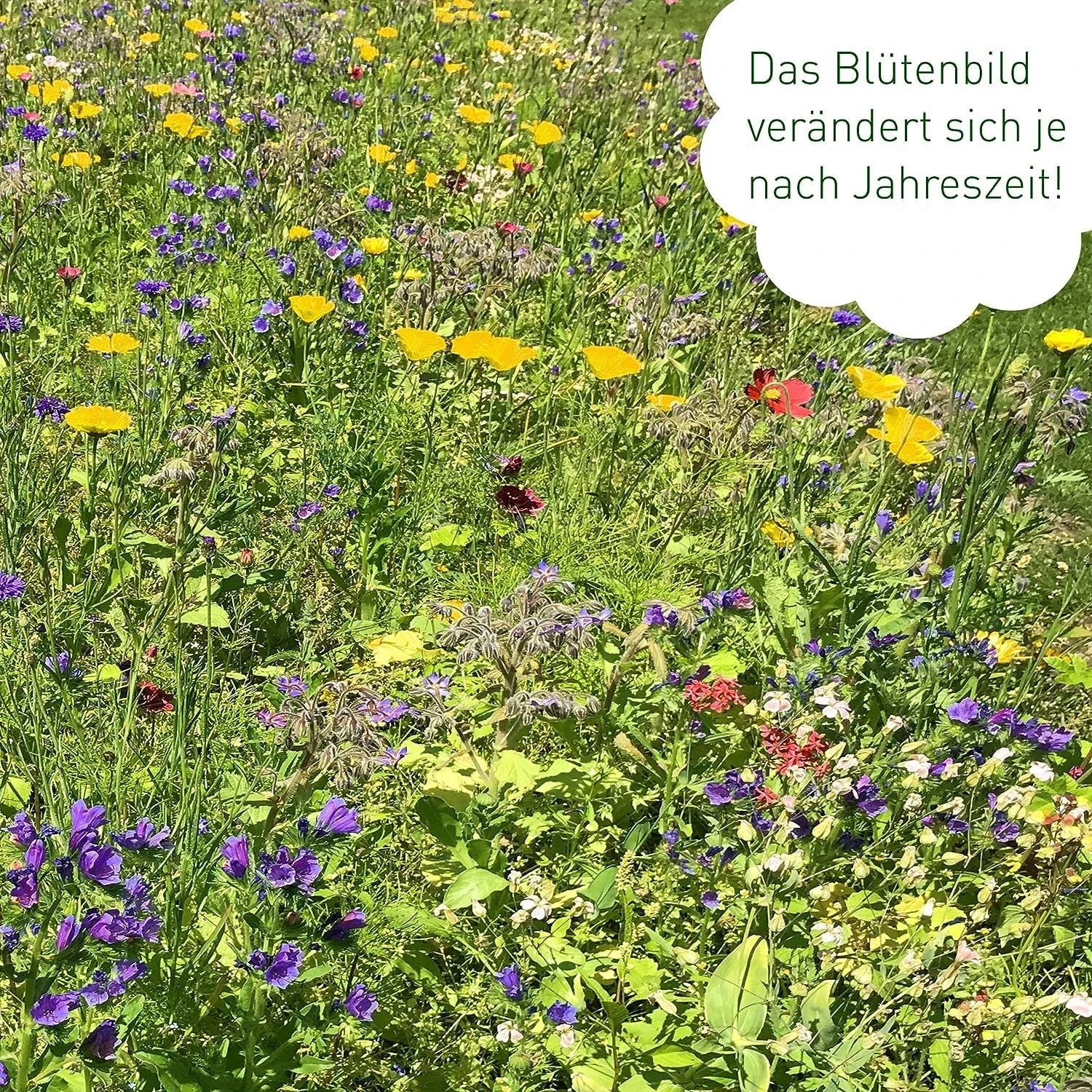 Blumenmischung "Schmetterlingstreff" – Bild 6