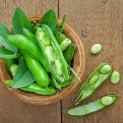 Bohnen-Samen 6er Set