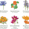 Delikatess-Blüten 6er Saatgut-Set