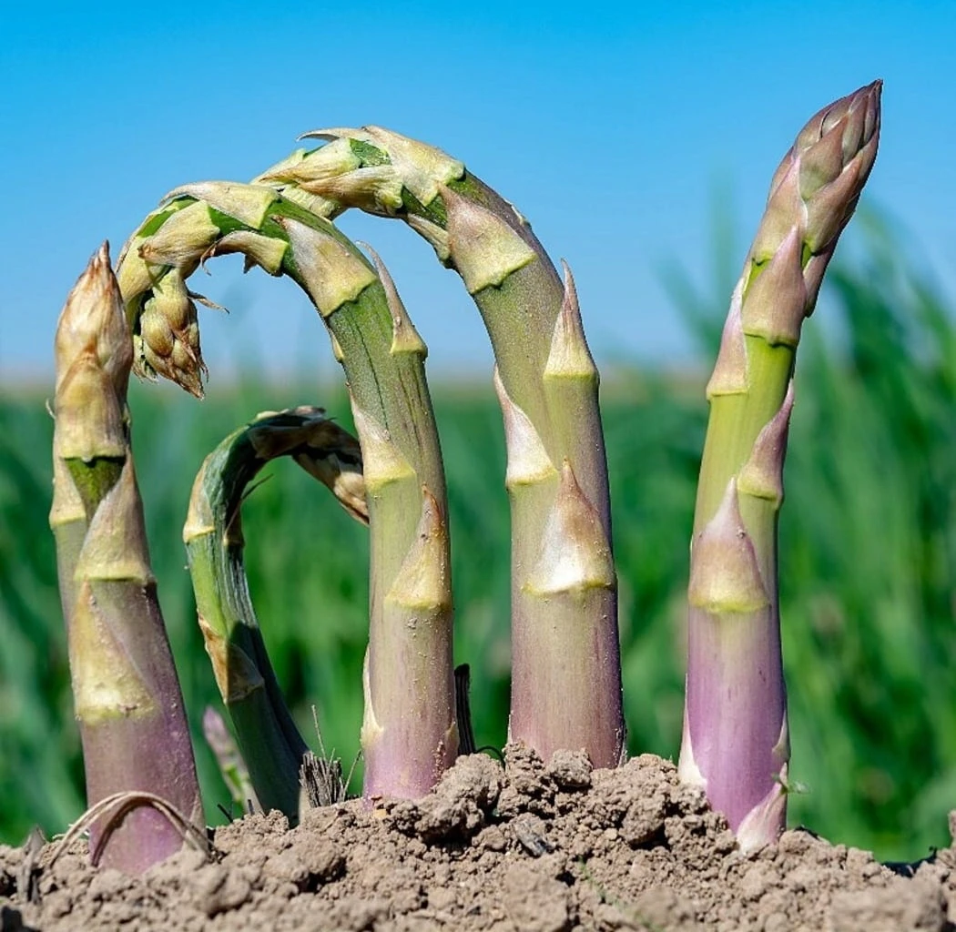 Historisches Gemüse 8er Saatgut-Set – Bild 5