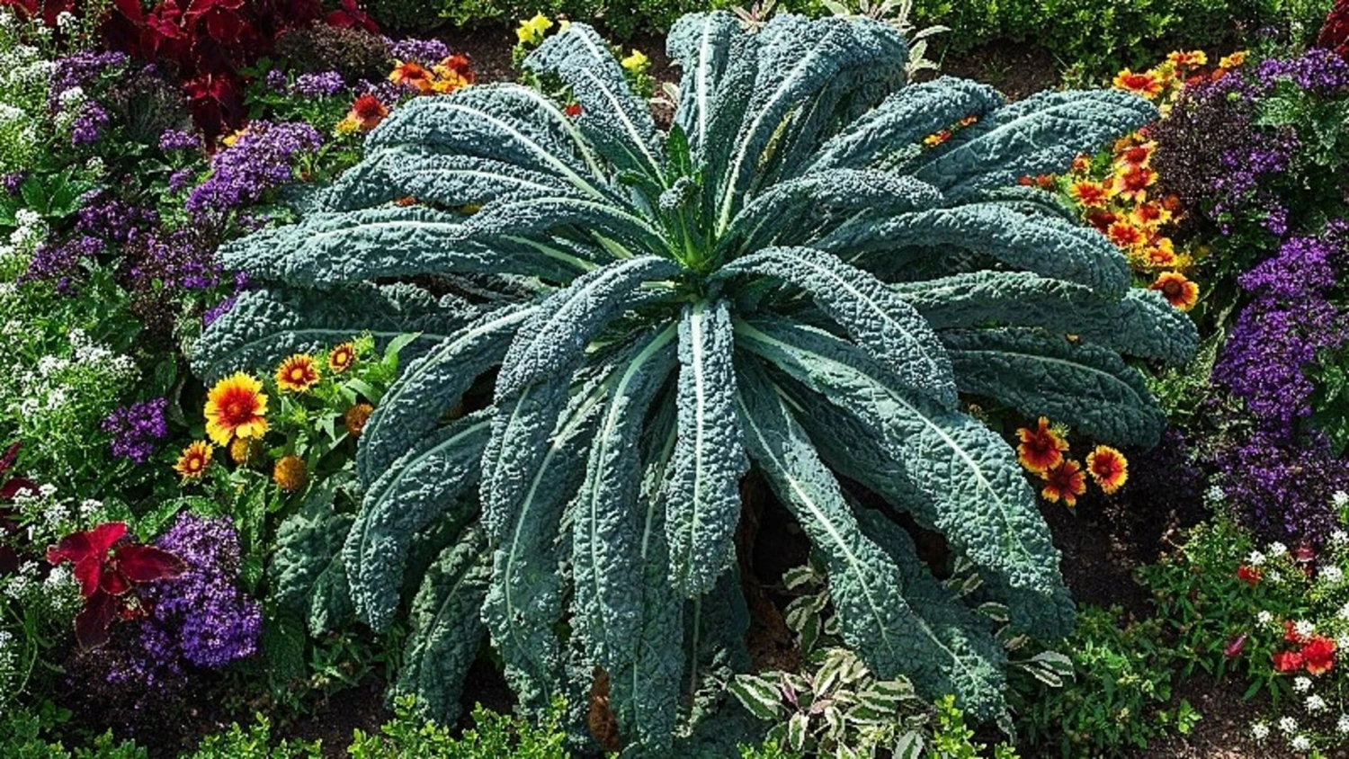 Historisches Gemüse 8er Saatgut-Set – Bild 6