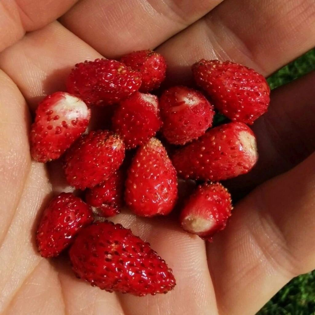 Saatgut "Balkonerdbeere" – Bild 4