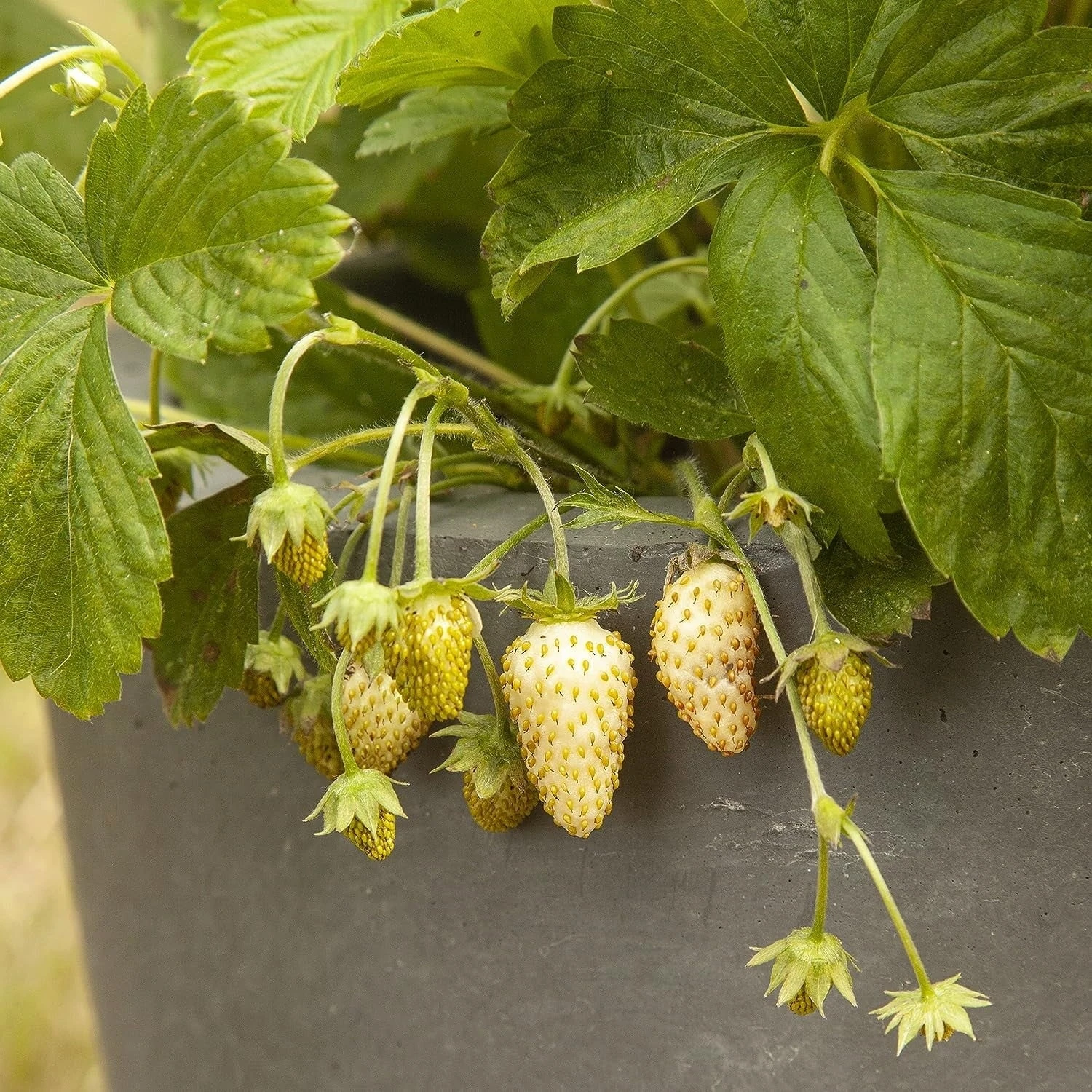 Saatgut "Weiße Erdbeere" – Bild 2