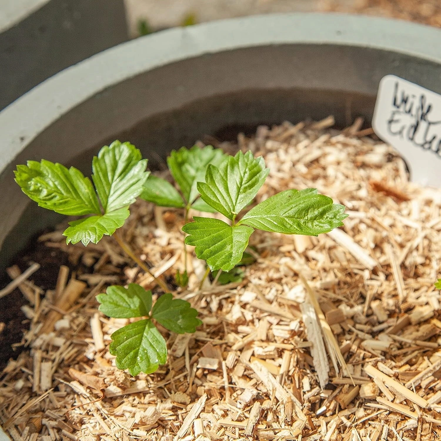 Saatgut "Weiße Erdbeere" – Bild 5