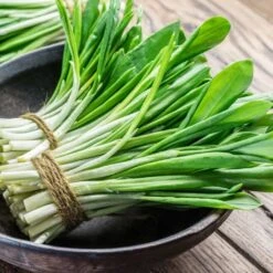 Wildkräuter-Samen 12er Set