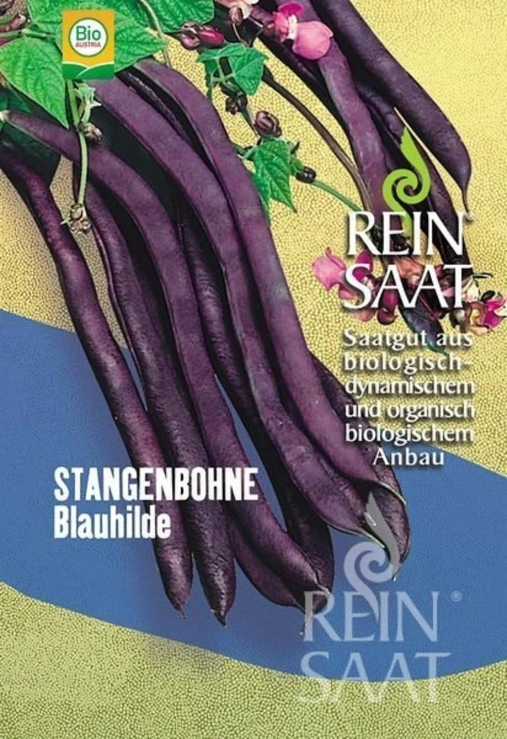 Blaue Stangenbohne "Blauhilde" – Bild 2