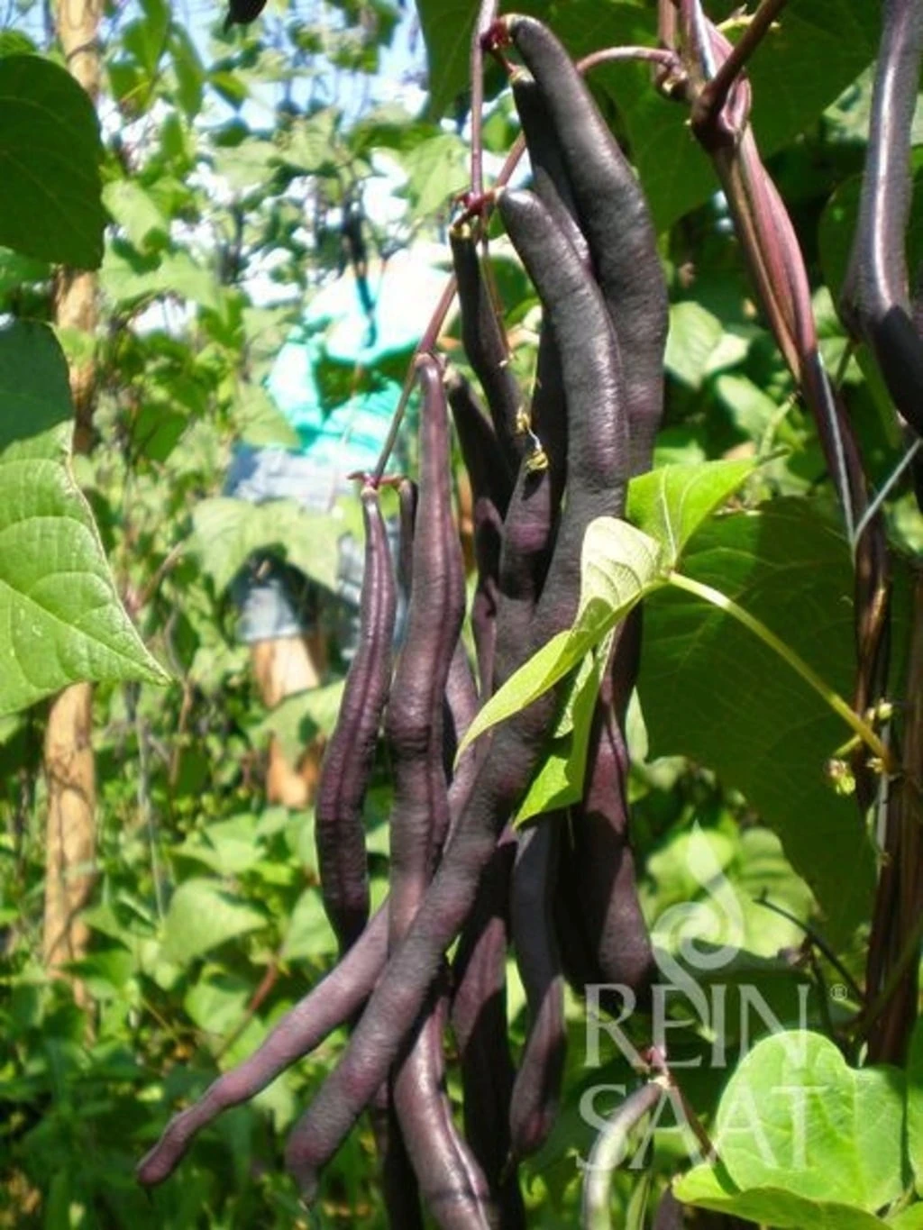 Blaue Stangenbohne "Blauhilde" – Bild 3