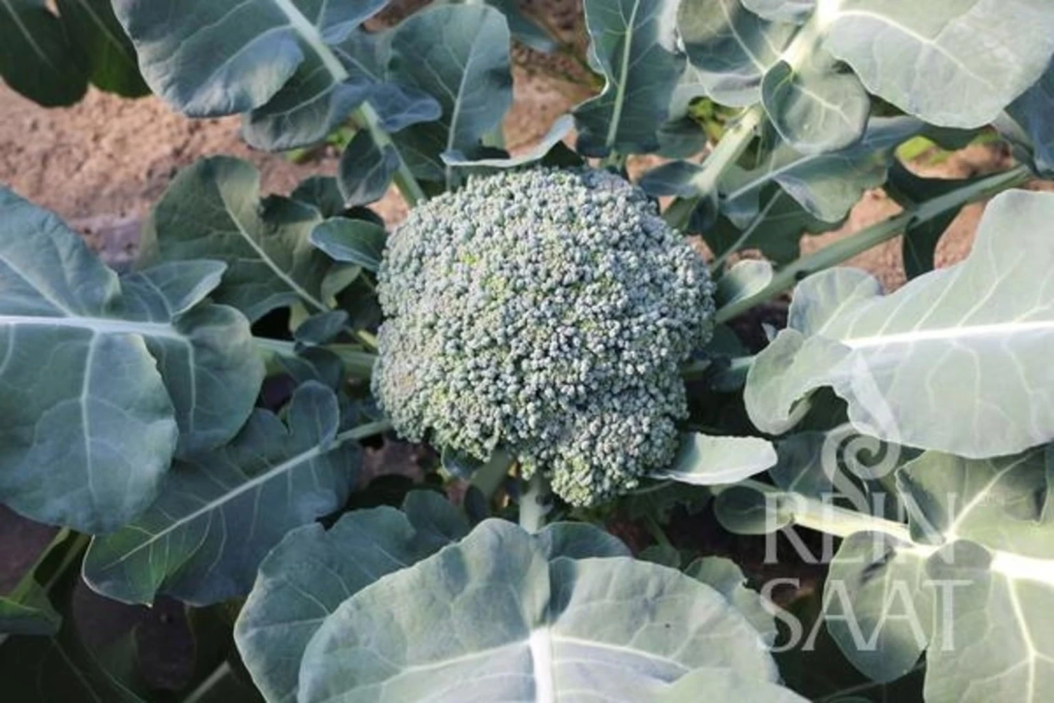Broccoli "Limba" – Bild 2