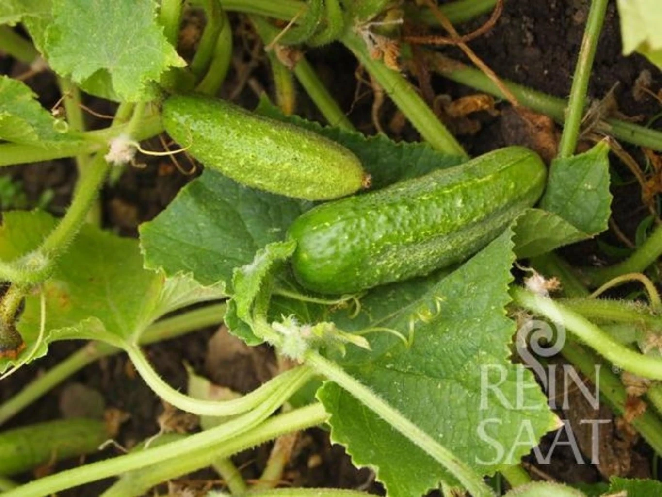 Einlegegurken "Vorgebirgstraube"