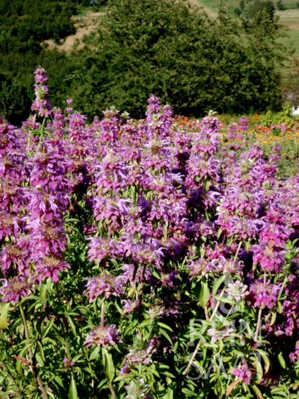 Oswegokraut – Bild 2