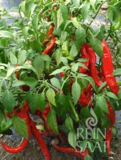 Pfefferoni "Sigaretta Mild"